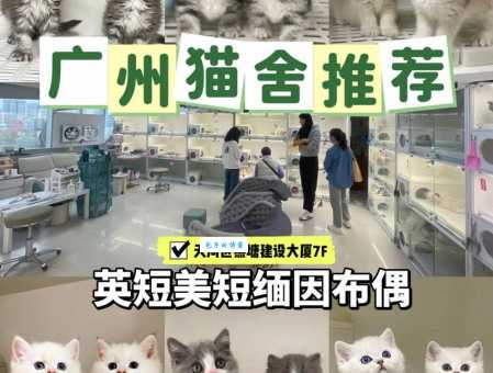 英国短毛猫价格大揭秘，不同品相价格差多少？