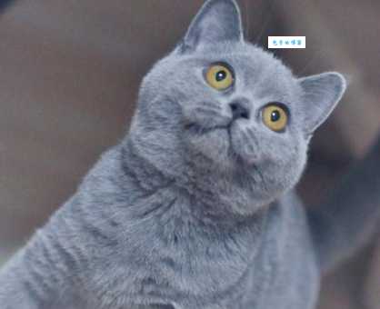 英国短毛猫价格大揭秘，不同品相价格差多少？