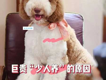 想知道贵宾犬的价格？告诉你不同体型价格大不同！