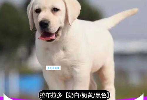 拉布拉多犬多钱一只？教你如何避免买到星期狗！