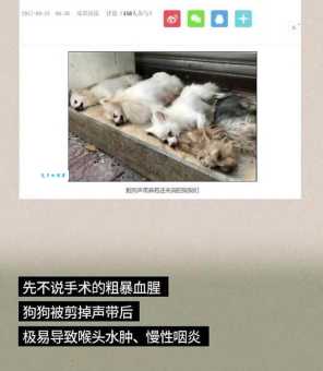 花鸟市场竟能做狗割声带手术？无良商家丧尽天良！