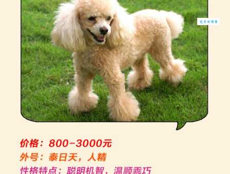 泰迪犬价格多少钱一只？教你快速了解泰迪犬市场价