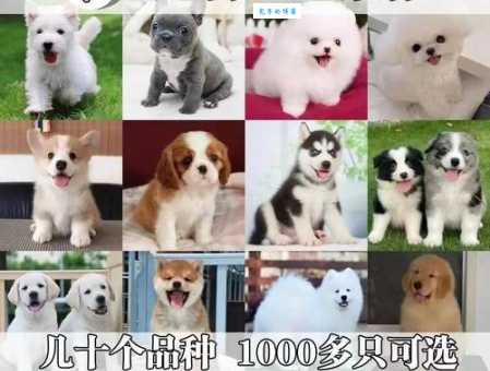 西摩犬和萨摩耶犬一样吗？它们之间到底有什么区别