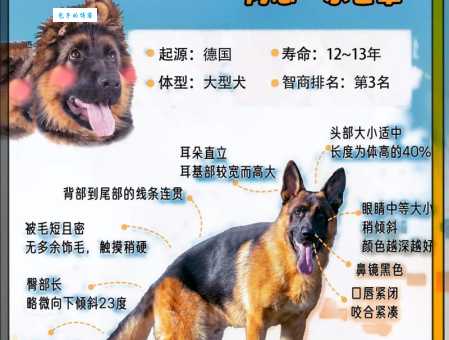 养狗选黑贝还是德牧？先搞清楚它们的区别吧