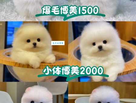 2024年最新行情：博美犬多少钱一只？纯种贵吗？