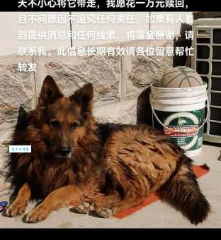 还在纠结黑背和德牧？看完这篇让你秒懂它们的不同！