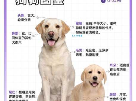 拉布拉多猎犬怎么训练？掌握这几个技巧就够了！