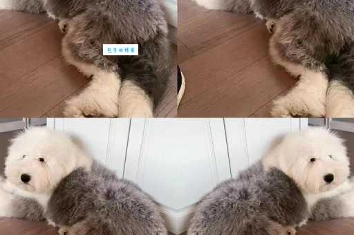 英国古牧犬优缺点大盘点，适合新手饲养吗？