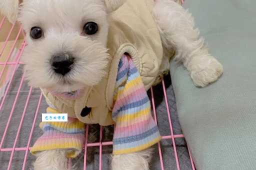 白色雪纳瑞价格多少？3000到10万不等靠谱吗？