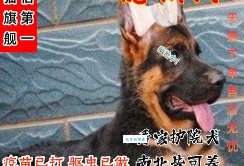 德国黑背犬厉害吗？德国黑背犬的智商和训练方法揭秘