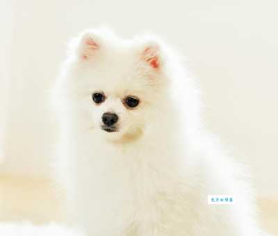 英式博美犬和普通博美犬区别是什么？哪个更好养？