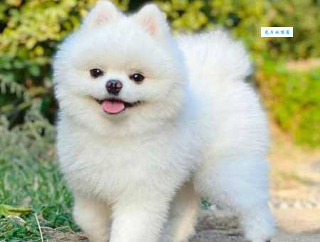 英式博美犬和普通博美犬区别是什么？哪个更好养？
