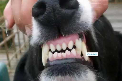 怎么训练拉布拉多捡球？训犬师教你快速训练狗狗的方法！