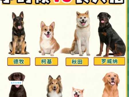 鹿犬和吉娃娃区别大揭秘，教你一眼辨别！