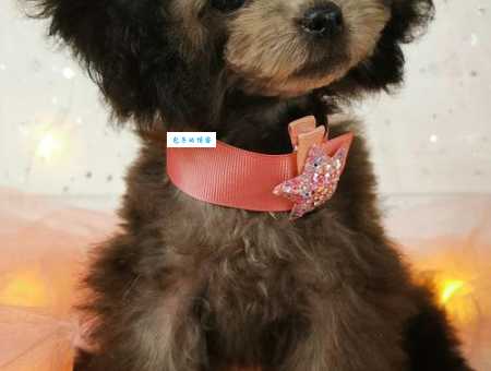 茶杯泰迪犬多少钱一只？最新价格行情大揭秘
