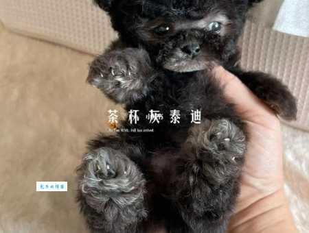 2024年茶杯泰迪多少钱？不同品相价格大揭秘！
