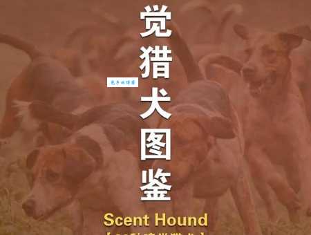 2024年比格犬价格走势分析，现在入手合适吗？