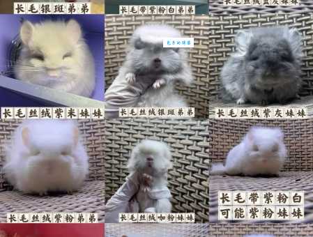 2024龙猫价格表，告诉你龙猫多少钱一只