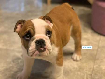 “眉毛”成精？英国斗牛犬撞脸“世界上最忧郁的狗”