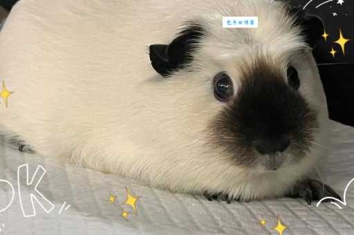 荷兰猪天竺鼠多少钱？便宜到你不敢信！