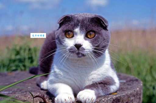 苏格兰折耳猫多少钱一只？教你如何挑选健康折耳猫！