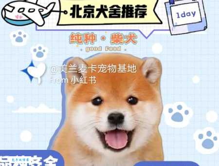 菲凡犬舍柴犬价格贵不贵？听听真实买家怎么说