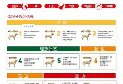 我的私藏狗食配方，营养全面，操作简单，狗狗吃的开心又健康