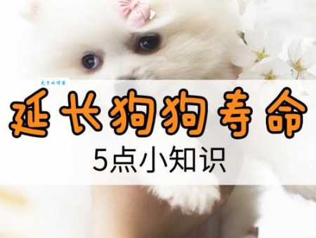 我的私藏狗食配方，营养全面，操作简单，狗狗吃的开心又健康