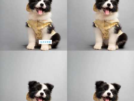 边境牧羊犬多少钱？不同品相血统价格差距大公开！