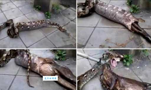 蟒蛇活吞大狗引热议，爱犬被吞噬主人心碎！