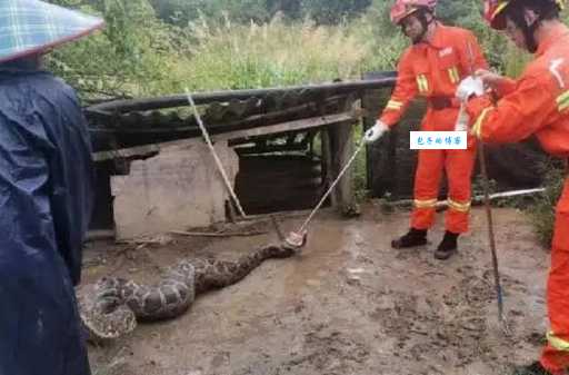 蟒蛇活吞大狗引热议，爱犬被吞噬主人心碎！
