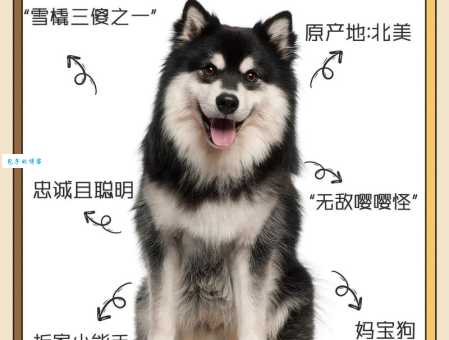除了哈士奇和阿拉斯加，雪橇犬有几种你了解多少？