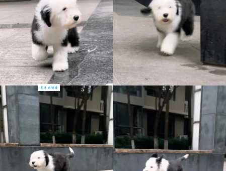 古牧好养吗？养古牧需要注意什么问题？