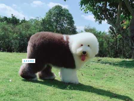 纯种古牧多少钱？教你如何挑选健康古牧犬！