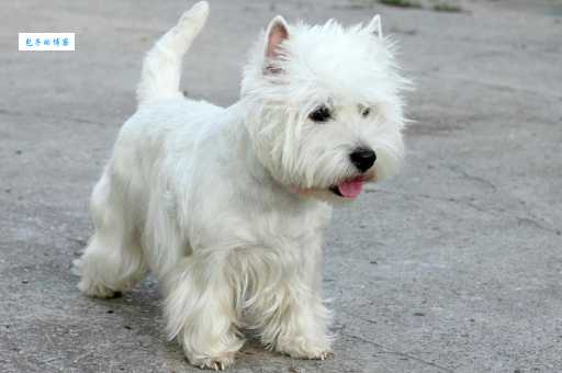 西高地犬好养吗？多少钱一只？新手必看攻略