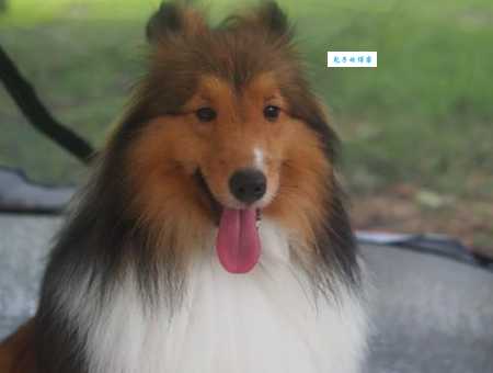 喜乐蒂牧羊犬价格贵吗？影响价格的因素有哪些？