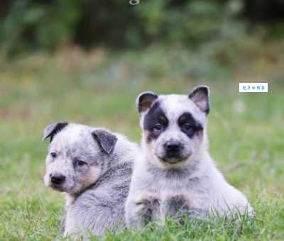 法兰德斯牧牛犬怎么训练？资深训犬师教你几招！