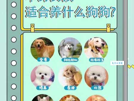 卡斯特罗拉博雷罗犬好养吗？新手铲屎官必看指南！