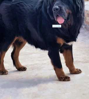 藏獒之窗：藏獒性格凶猛吗？新手能养吗？