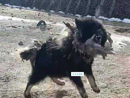 藏獒之窗：藏獒性格凶猛吗？新手能养吗？