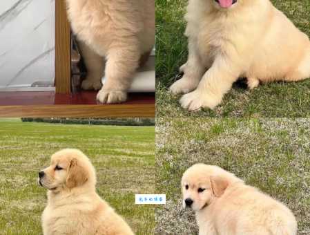 金毛巡回犬价格多少钱？教你如何挑选纯种金毛！