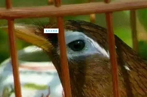 画眉鸟不叫是什么原因？这几个方法让它开口唱歌！