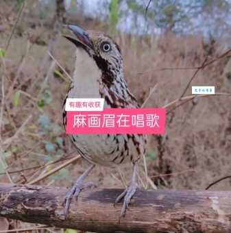 画眉鸟不叫是什么原因？这几个方法让它开口唱歌！