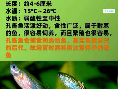 想养热带鱼？这十种最漂亮的热带鱼别错过！