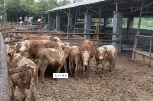 牧牛场地怎么建？牛舍建设、饲养管理经验分享！