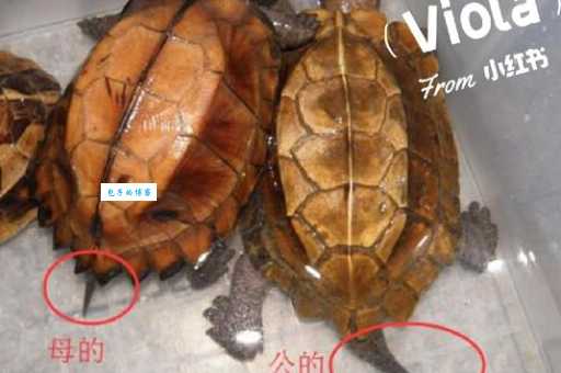巴西龟怎么分公母？简单几步轻松辨别公和母！