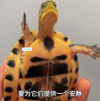 安南龟价格贵吗？影响安南龟价格的因素有哪些？