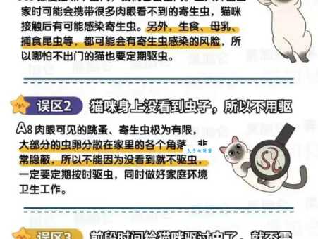 洪都拉斯卷毛蜘蛛好养吗？新手入门必看这几点！
