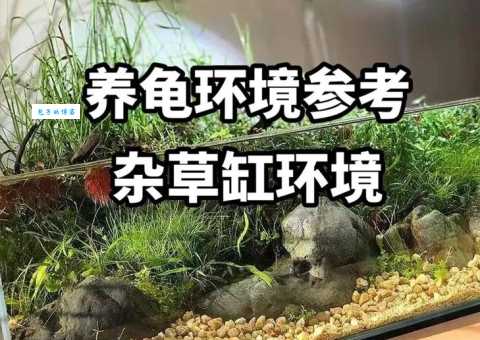 枫叶龟饲养环境怎么布置？这几点新手必看！