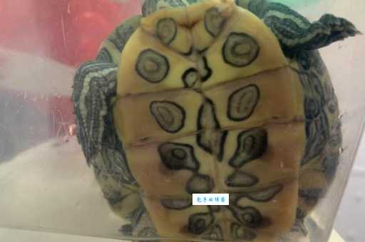 巴西龟冬天到底冬眠不冬眠？揭秘乌龟冬眠真相！